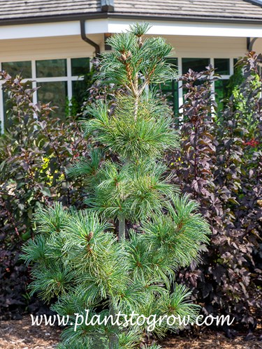Blue Angel Japanese White Pine (Pinus parviflora)  
The images of these Blue Angel  plants foliage are not as glaucous as I have seen.